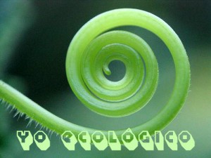 espiral vegetal-eco